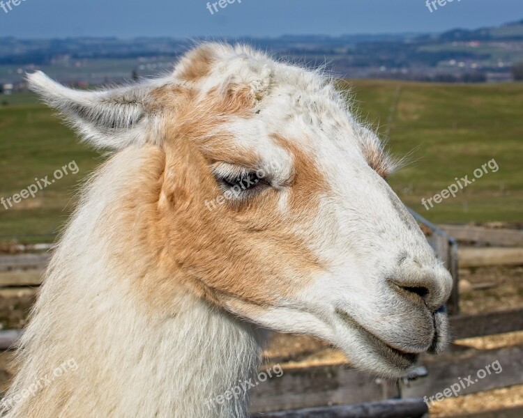 Lama Head Animal Mammal Animal World