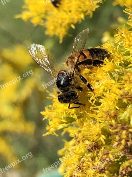 Honeybee Goldenrod Nectar Free Photos