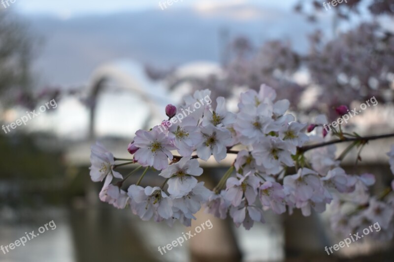 Flowers Bridge Lyon Raymond Barre Free Photos