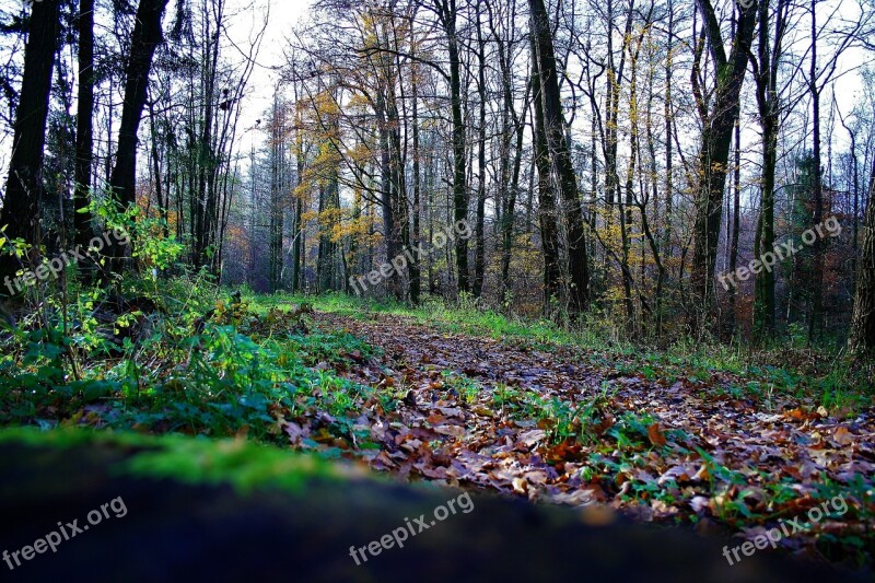 Bosque Otoño Forest Autumn Nature