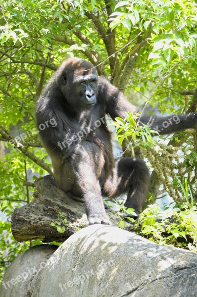 Western Lowland Gorilla Ape Primate Mammal Free Photos