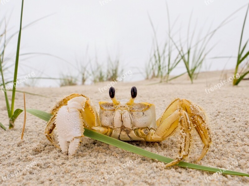 Crab Sea Seaside Sand Nature