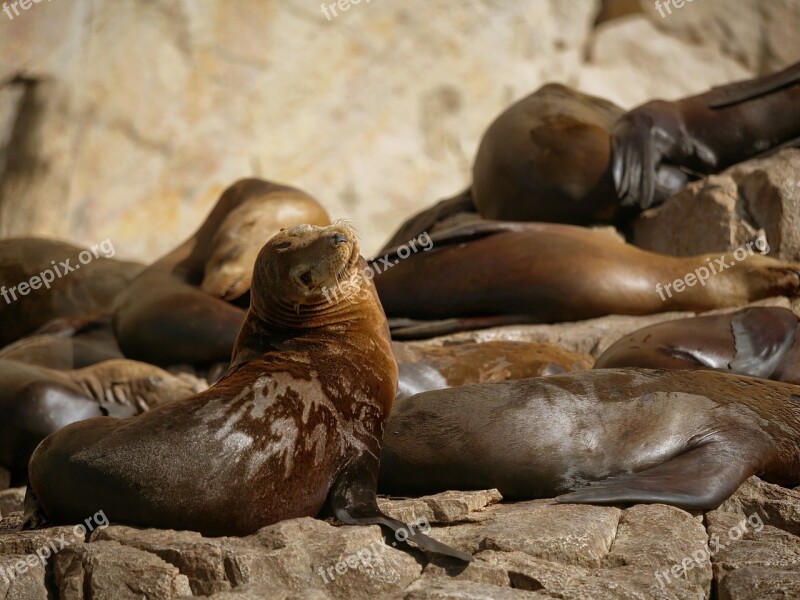 Seal Seals Sea ​​lion Animal Curious