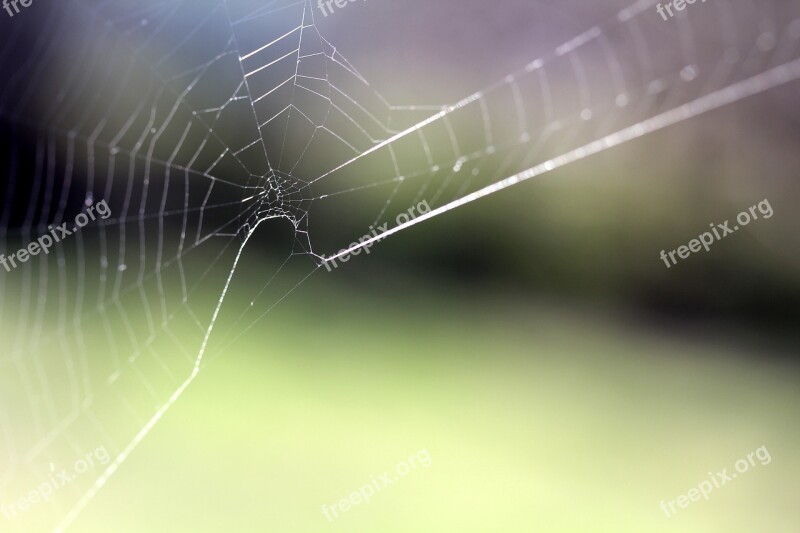 Spider Web Cobweb Nature Macro Free Photos