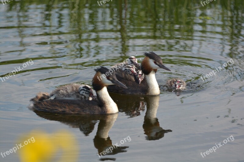 Grebe Bird Spring Water Nature