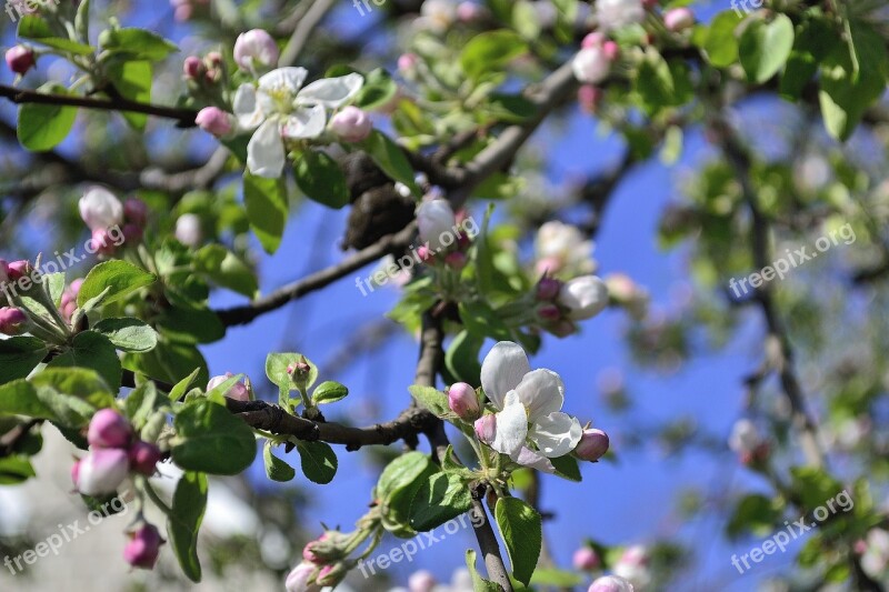 Ukraine Apple Tree Flower Bloom Garden