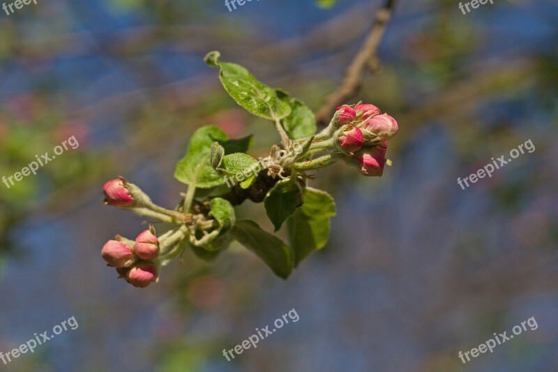 Flower Ukraine Apple Tree Nature Plant