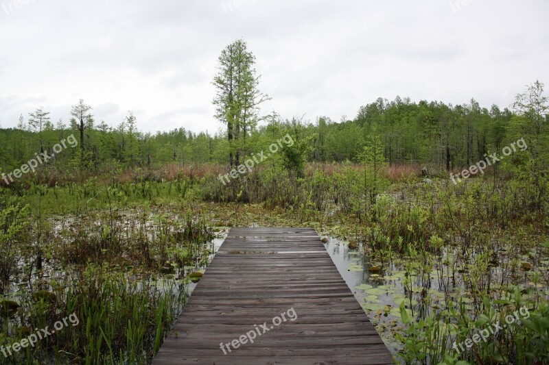 Nature Swamp Peaceful Path Outdoors