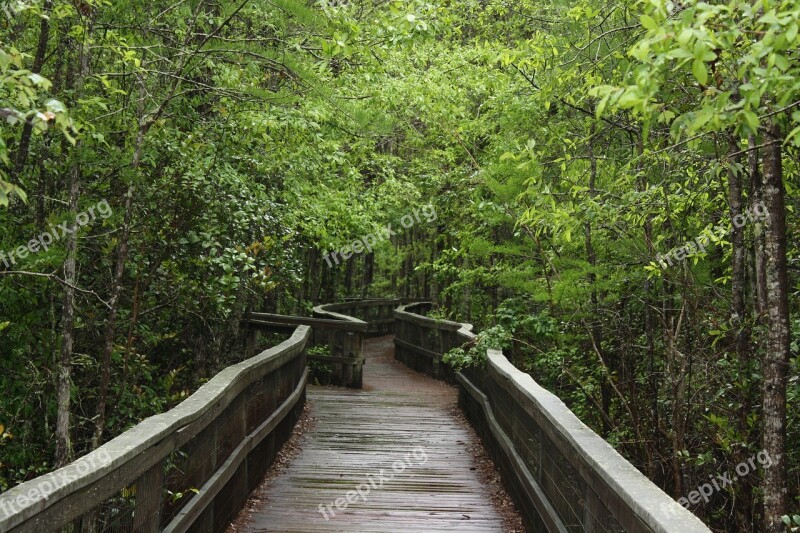 Nature Peaceful Green Path Choice