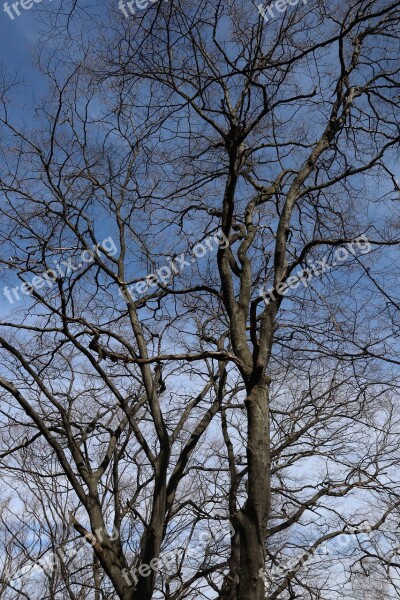 Up Trees Sky Nature Branches