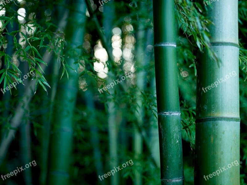 Bamboo Green Plant Forest Japan