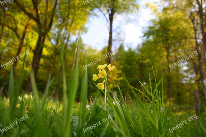 Flower Cowslip Bloom Nature Plant