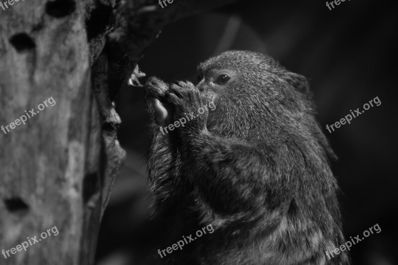 Marmoset Animal Portrait Black White Eat