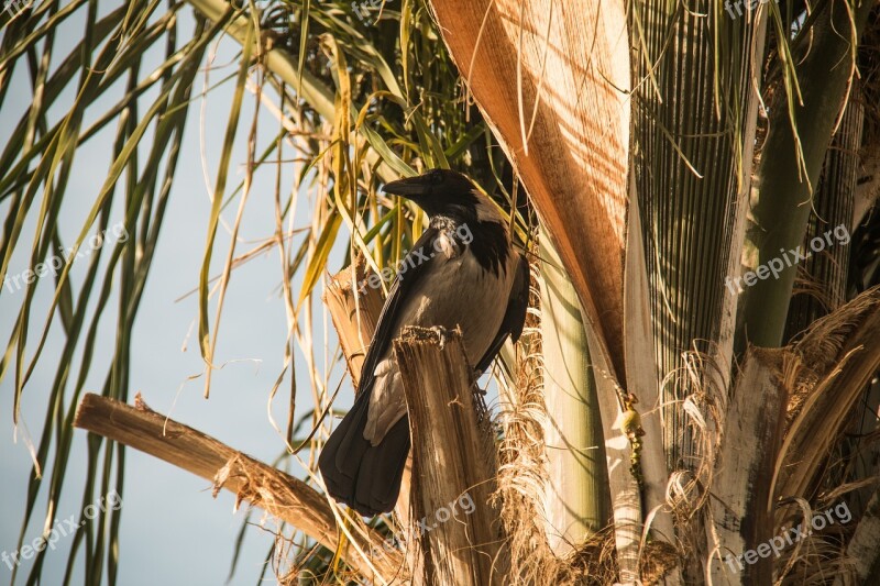 Crew Tree Nature Animals Birds