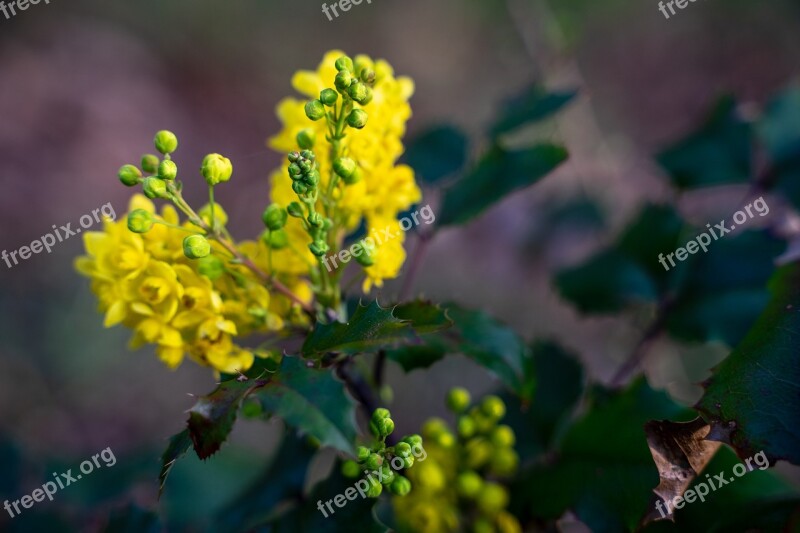 Yellow Blossom Bloom Flower Nature