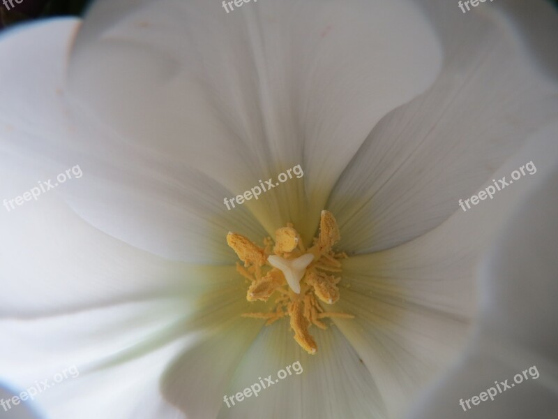 Tulip White Pistil Pollen Free Photos