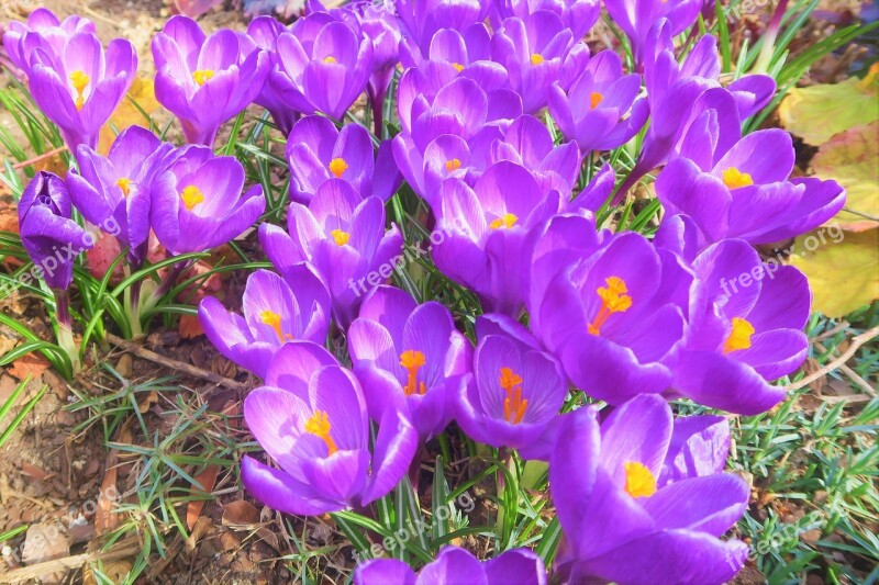 Crocus Spring Flower Plato Nature