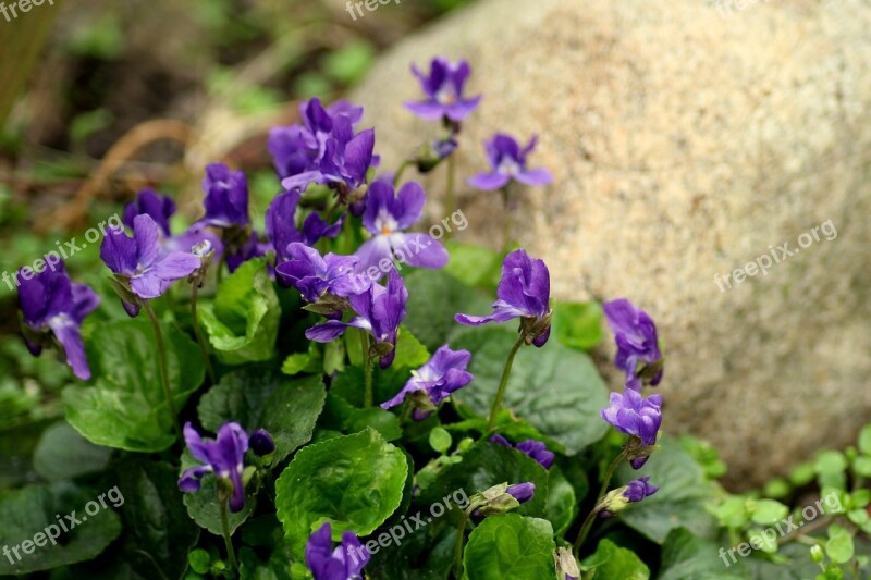 Violets Flowers Spring Spring Flowers The Smell Of