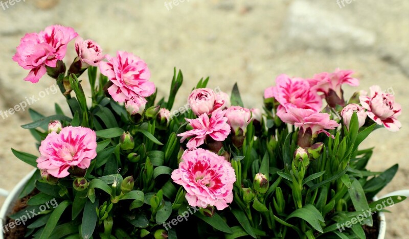 Cloves Potted Flowers Pink Plants