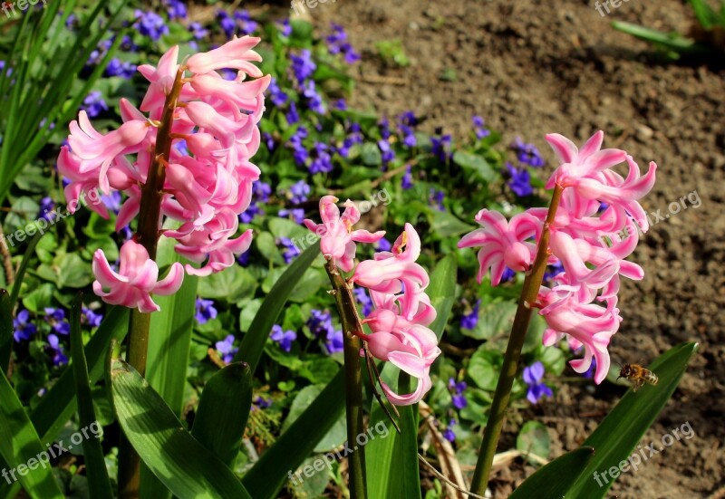 Hyacinth Flower Spring Garden Spring Flowers Spring