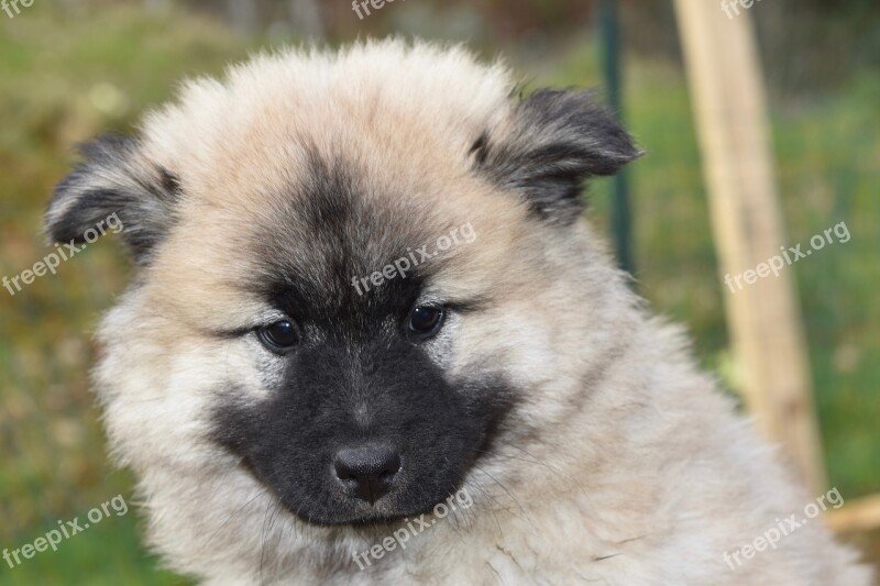 Dog Puppy Pup Black Muzzle Dog Portrait