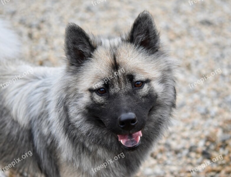 Dog Dog Eurasier Female Eurasier Bitch Nova Canine