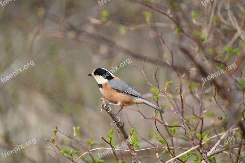 Bird Spring Nature New Birds