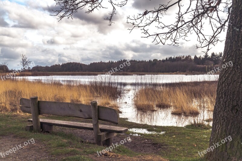 Tree Water Bench Scenic Landscape