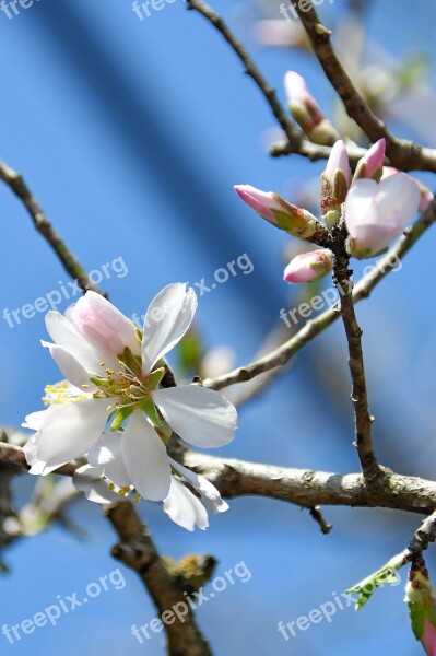 Spring Apple Flower Bloom White Flower Branch