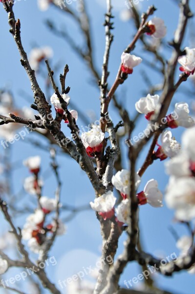 Spring Cherry Blossom Bloom White Flower Branch