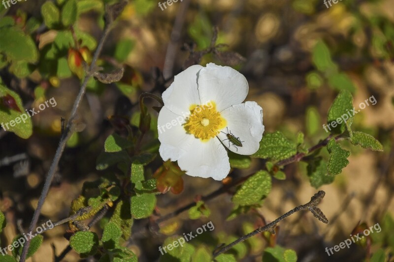 Flowers Garden Plant Petals Flora