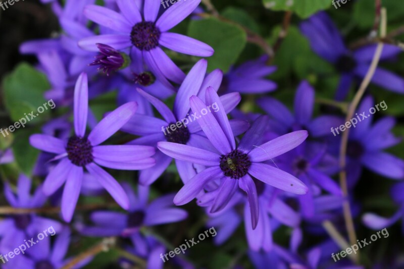 Nature Summer Spring Flower Floral