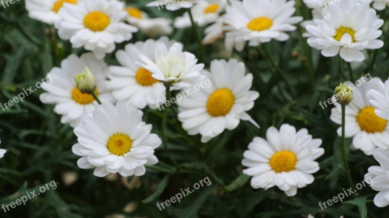 Nature Summer Spring Flower Floral