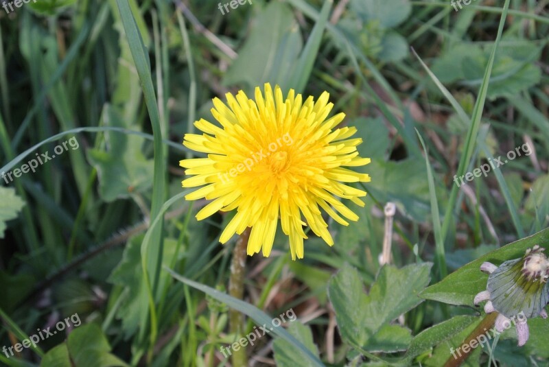 Nature Summer Spring Flower Floral