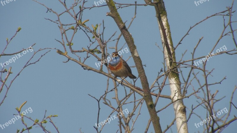 Bluethroat Bird Songbird Moor Rarely