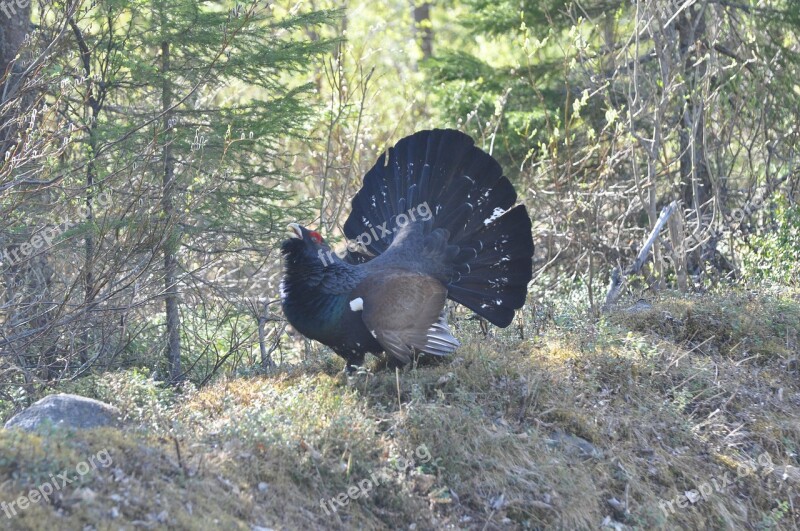 Finland Capercaillie Auerhahn Grouse Species