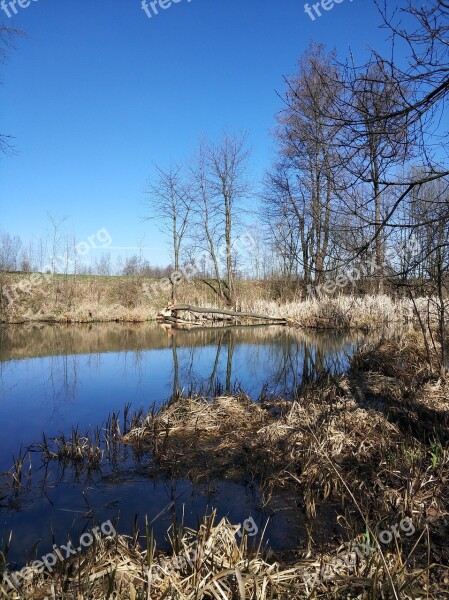 Tree Beavers Beaver Pond Nature