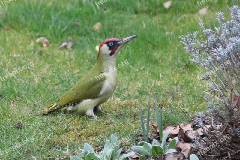 Nature Bird Woodpecker Garden Free Photos