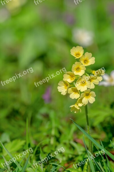 Cowslip Spring Blossom Bloom Yellow