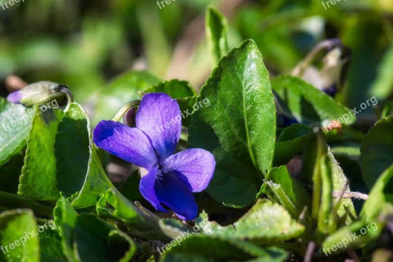 Pansy Wild Blossom Bloom Leaf