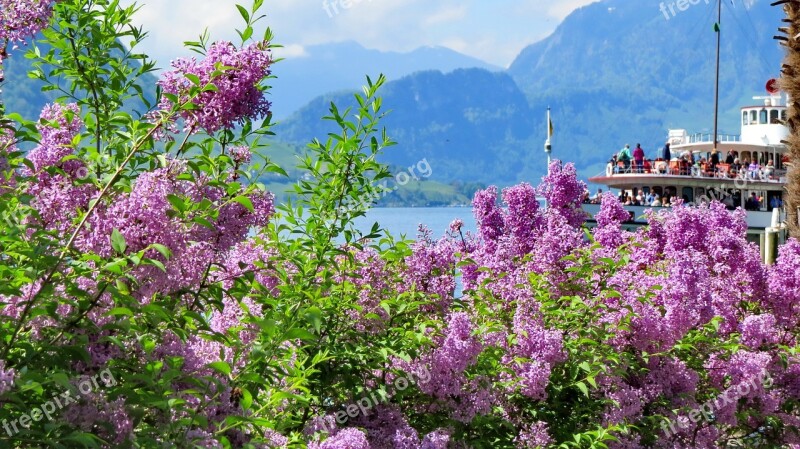 Landscape Nature Switzerland Spring Weggis