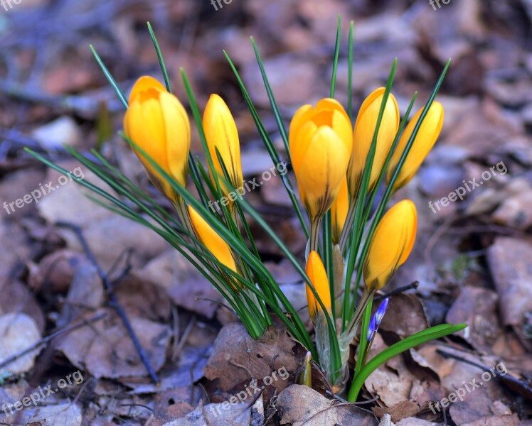 Crocus Iris Plant Perennial Flower