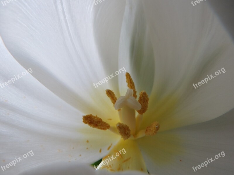 Tulip White Pistil Pollen Free Photos