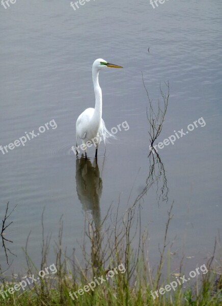 Great Egret Bird White Feathers