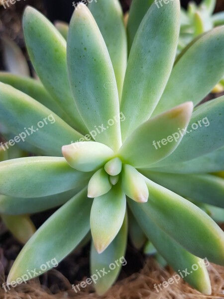 Succulent Dry Plant Plant Green Garden