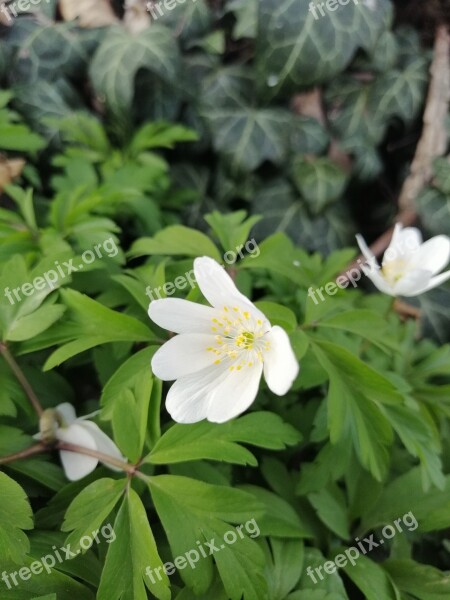 Flower Leafs Ivy White Green