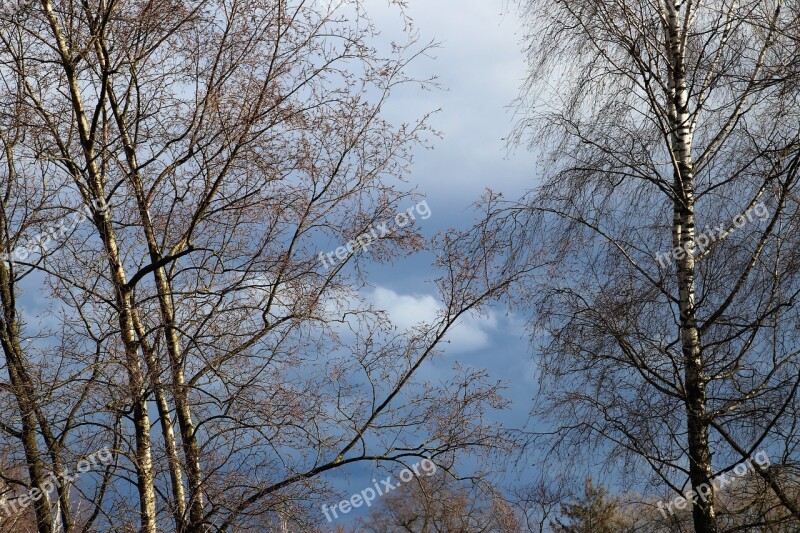 Tree Birch Hanging Twigs Delicate