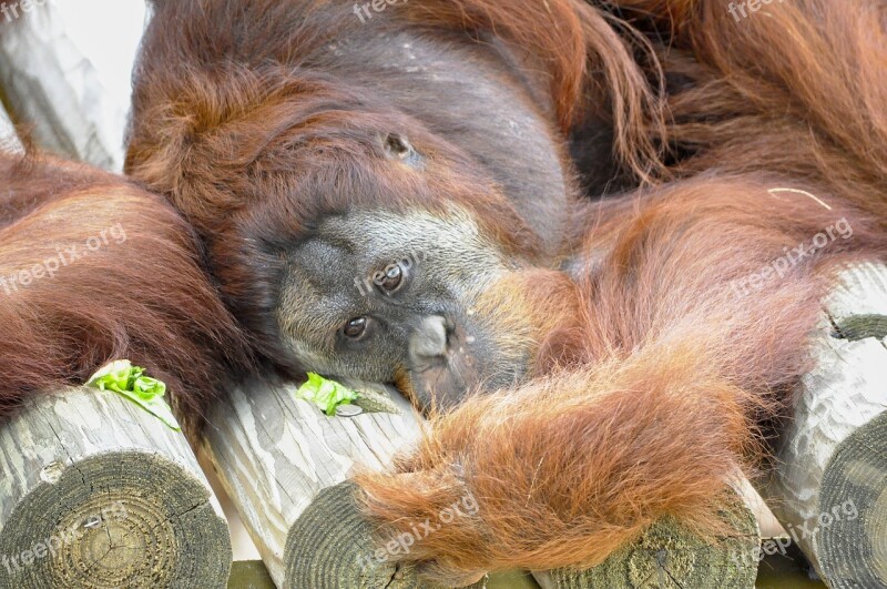 Orangutan Animal Mammals Primate Wildlife