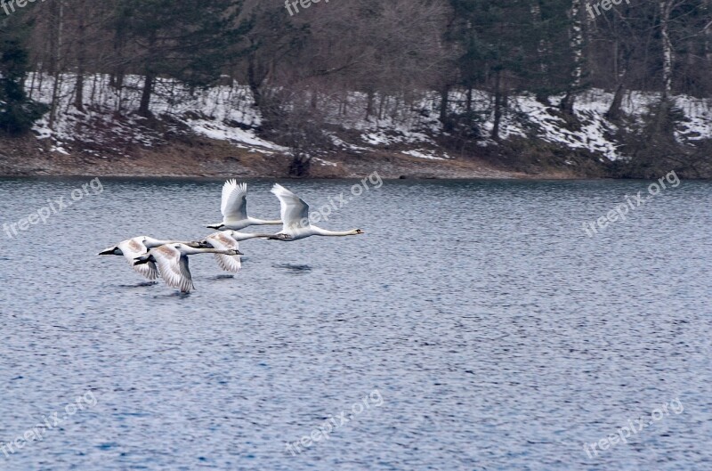 Swans Water Nature Water Bird Waterfowl