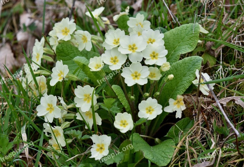 Flower Flowers Primroses Flowers Plants Nature